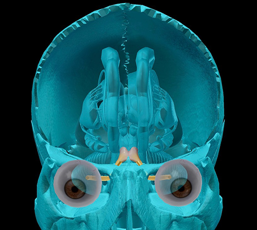 cranial-nerves-02-optic-with-optic-chiasm